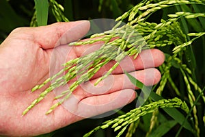 Rice Crop