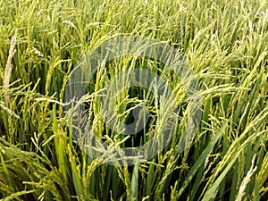 The Rice Crop