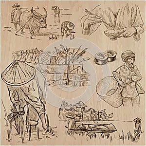 Rice crop. Agriculture. An hand drawn vector set.