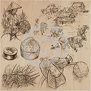 Rice crop. Agriculture. An hand drawn vector set.