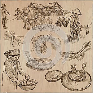 Rice crop. Agriculture. An hand drawn vector set.