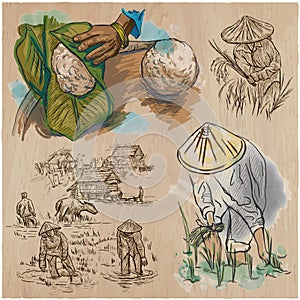 Rice crop. Agriculture. An hand drawn vector set.