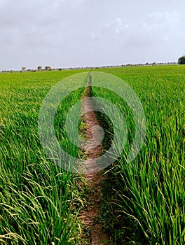 Rice crop farm field green paddy dhan plantation chawalfield agriculture recolte riz colheita-arroz cultivo  arroz image photo