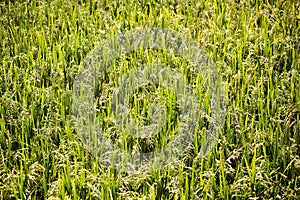 Rice crop field