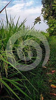 Rice crop in the field, dhan