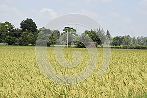 Rice crop field evening view