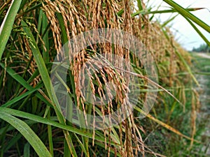 Rice crop field during it`s maturity. Photo