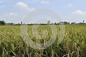 Rice crop field maturity period photo