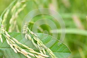 Rice crop and green nature photo