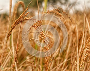 Rice crop harvest