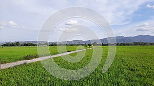 Rice crop and hills