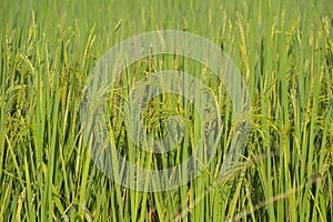Rice Crop Plantation Closeup  in the Fields of India