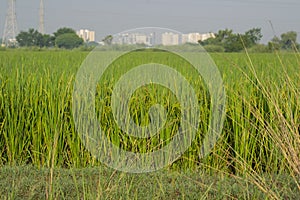 Rice Crop Plantation in the Fields of Baroda Gujarat India