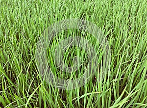 Rice crop plants in early stage agriculture farm field green paddy dhan recolte riz colheita-arroz cultivo  arroz  photo photo