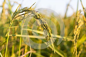 Rice crop the sunshine