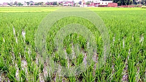 Rice crops fields beautiful stock