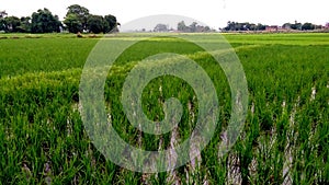 Rice crops fields near village stock photo