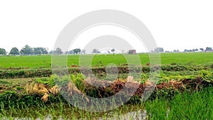 Rice crops fields photo