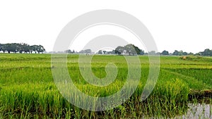Rice crops fields stock photo