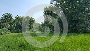 The rice crops in the pest attack ahead of the harvest season