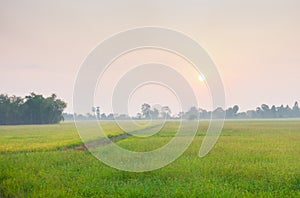 Rice Cultivation