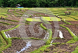 Rice cultivation