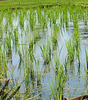 Rice cultivation for background