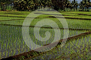 Rice cultivation on background