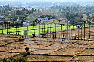 Rice cultivation for background