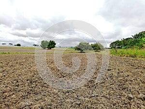 Rice cultivation in Colombia