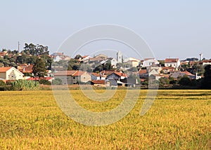 Rice cultivation near Vinha da Rainha, Portugal photo