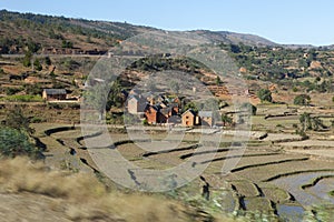 Rice cultivation on the road to tsiribihina