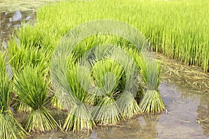 Rice cultivation , thailand