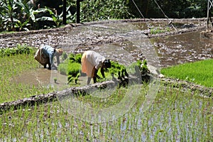 Rice culture