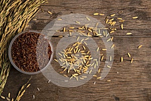 Rice in cup with paddy and rice spike.