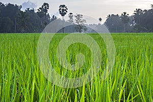 Rice and dew in the field in the morning