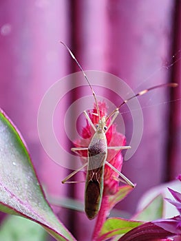 Rice ear bug insect on the red flower