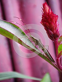 Rice ear bug insect on the red flower