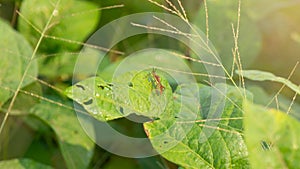 Rice ear bug or Leptocorisa oratoria, a pest of rice and other plants that emits a pungent odor to scare off predators.