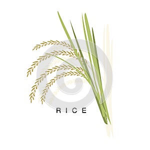 Rice Ear, Infographic Illustration With Realistic Cereal Crop Plant And Its Name
