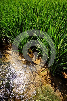 Rice at the edge of a Paddy Field