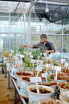 Rice experiment in chinese lab