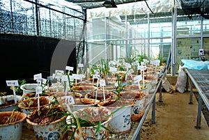 Rice experiment in chinese