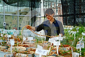 Rice experiment in chinese