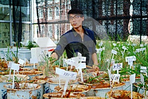 Rice experiment in chinese