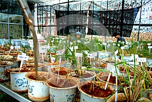 Rice experiment in chinese