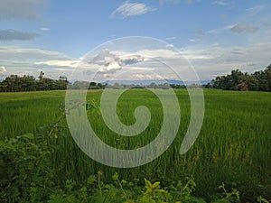 Rice of famer in thailand photo