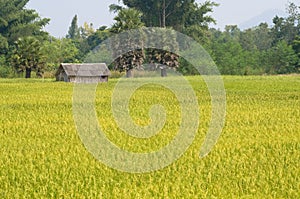 Rice farm