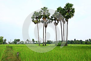 Rice farm