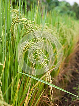 Rice farm